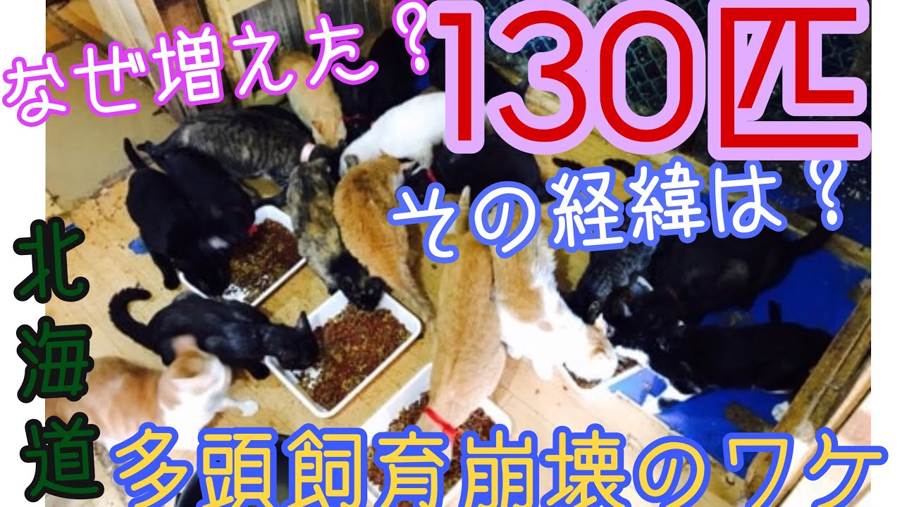 なぜ？130匹越えの多頭飼育崩壊が起こったワケ