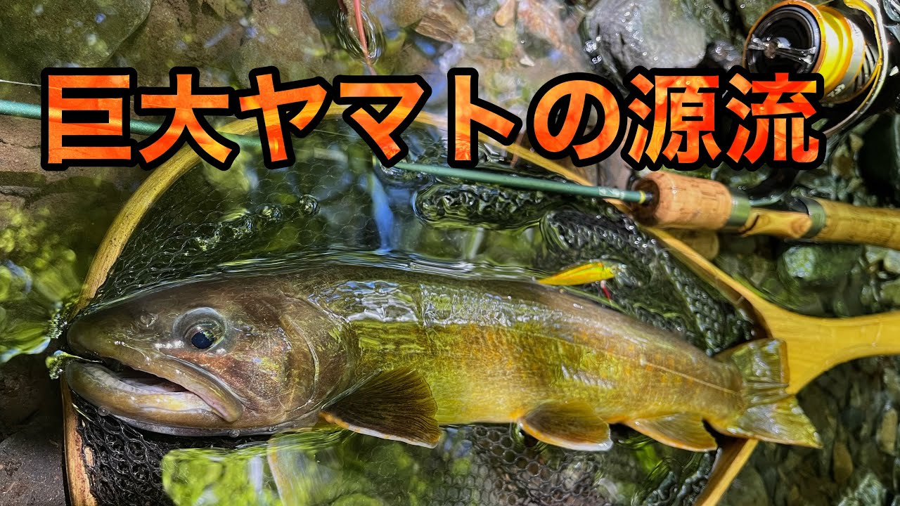 巨大ヤマトイワナが潜む南アルプス最強源流へ