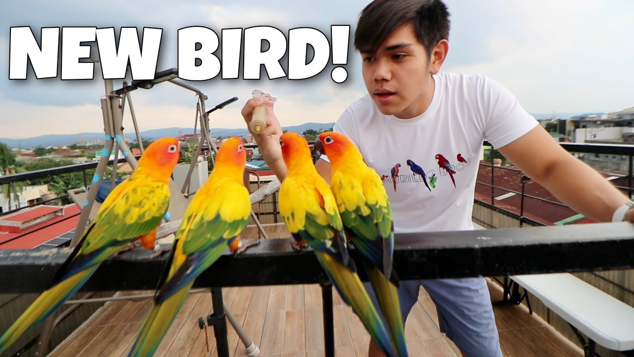 NEW BIRD NA SUN CONURE PARROT! Bagong ibon na sasali sa ating pamilya! (FREE FLIGHT!) | Murillo Bros