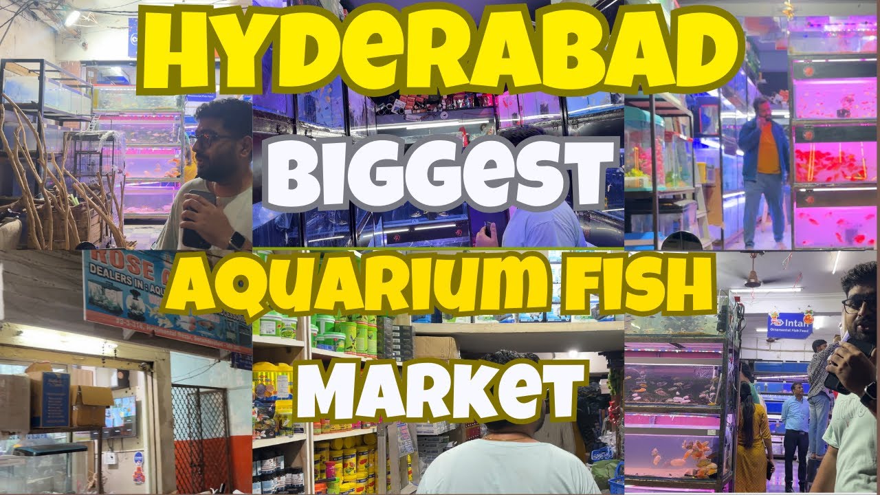 INSIDE HYDERABAD’S BIGGEST AQUARIUM MARKET! 🇮🇳 | Tips TO BUY HEALTHY FISH
