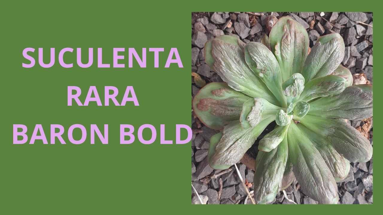 TÁBUA NOVA, LIVRO, REPLANTES #MINHAS #SUCULENTAS #RARAS