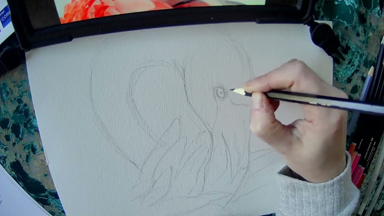 Drawalong with Pip - Flamingo