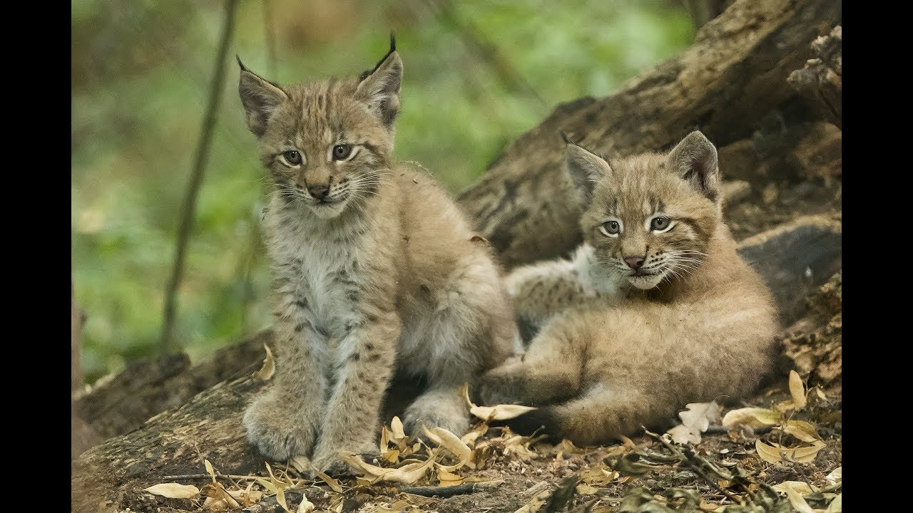 Nachwuchs bei den Luchsen I Tiergarten Schönbrunn