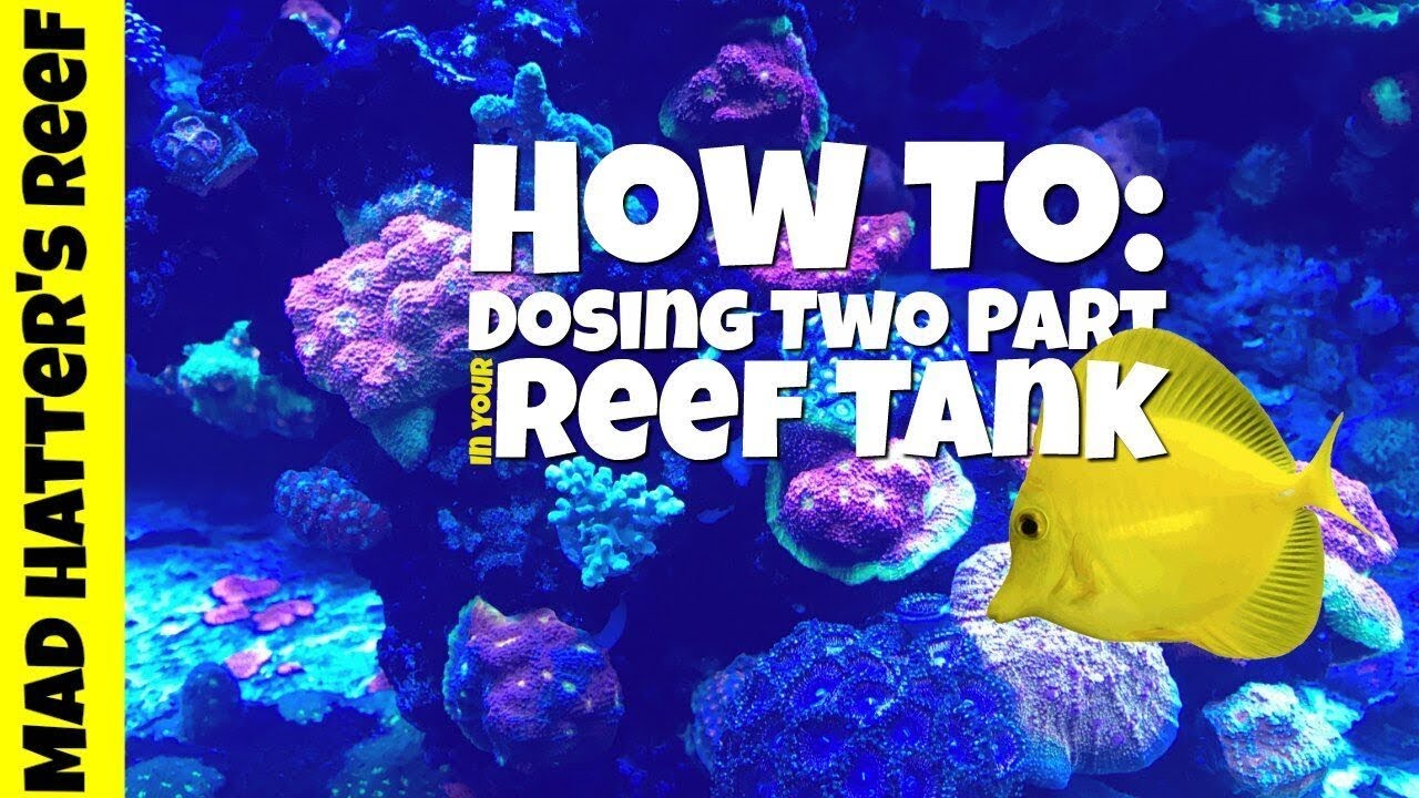 HOW TO: Dosing Two Part in Your Reef Tank