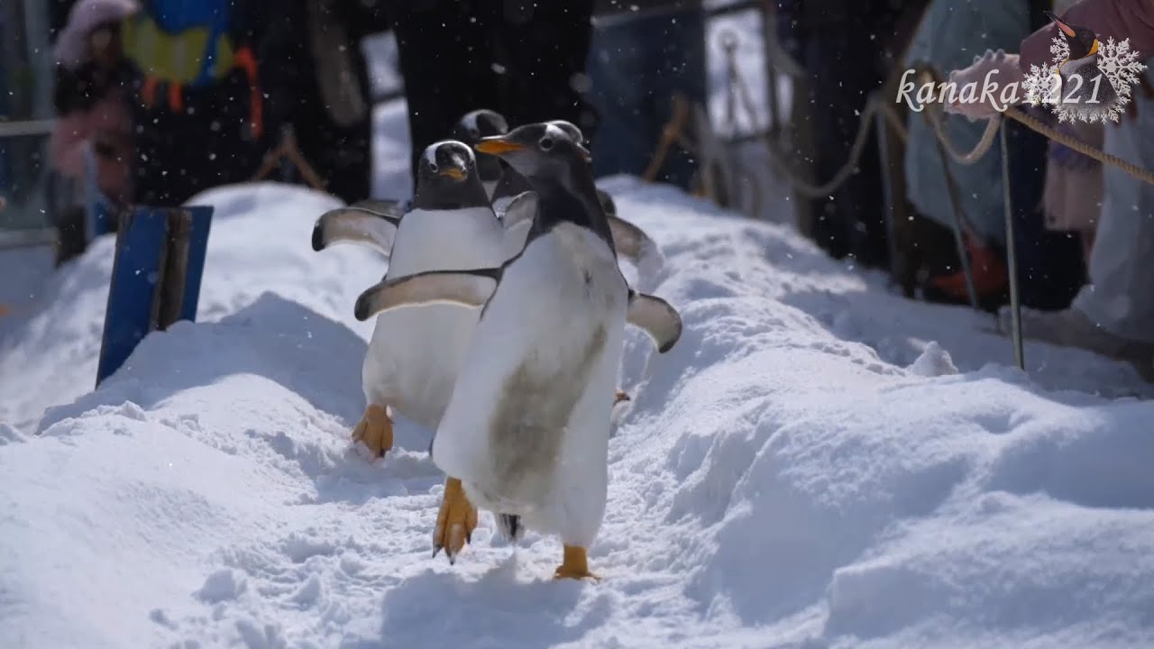 おたる水族館 ジェンツーペンギンの雪中散歩-脱走しました