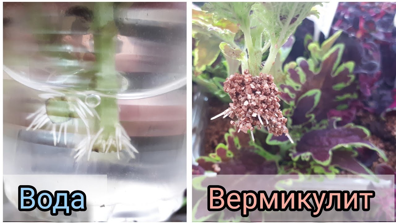 КОЛЕУСЫ. Мне очень понравилось в ВЕРМИКУЛИТЕ!