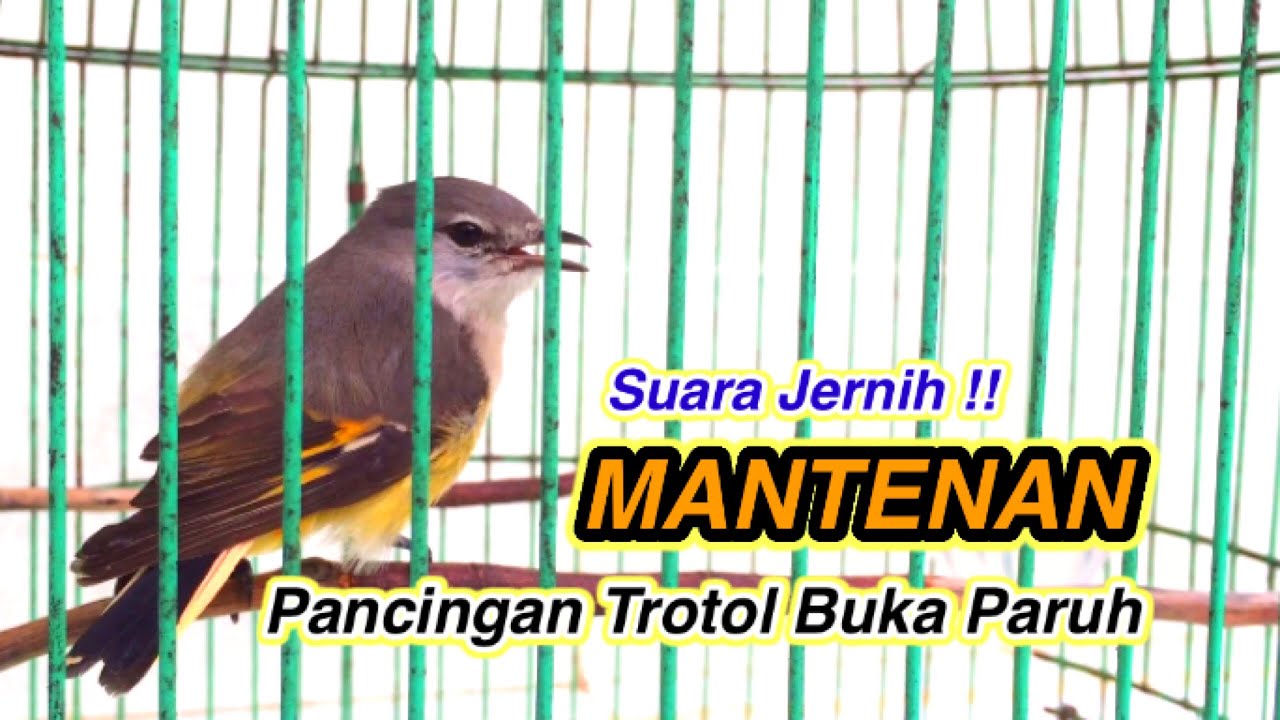 Burung Mantenan Muda Gacor  | masteran dan pikatan Burung mantenan (Sepah Kecil)