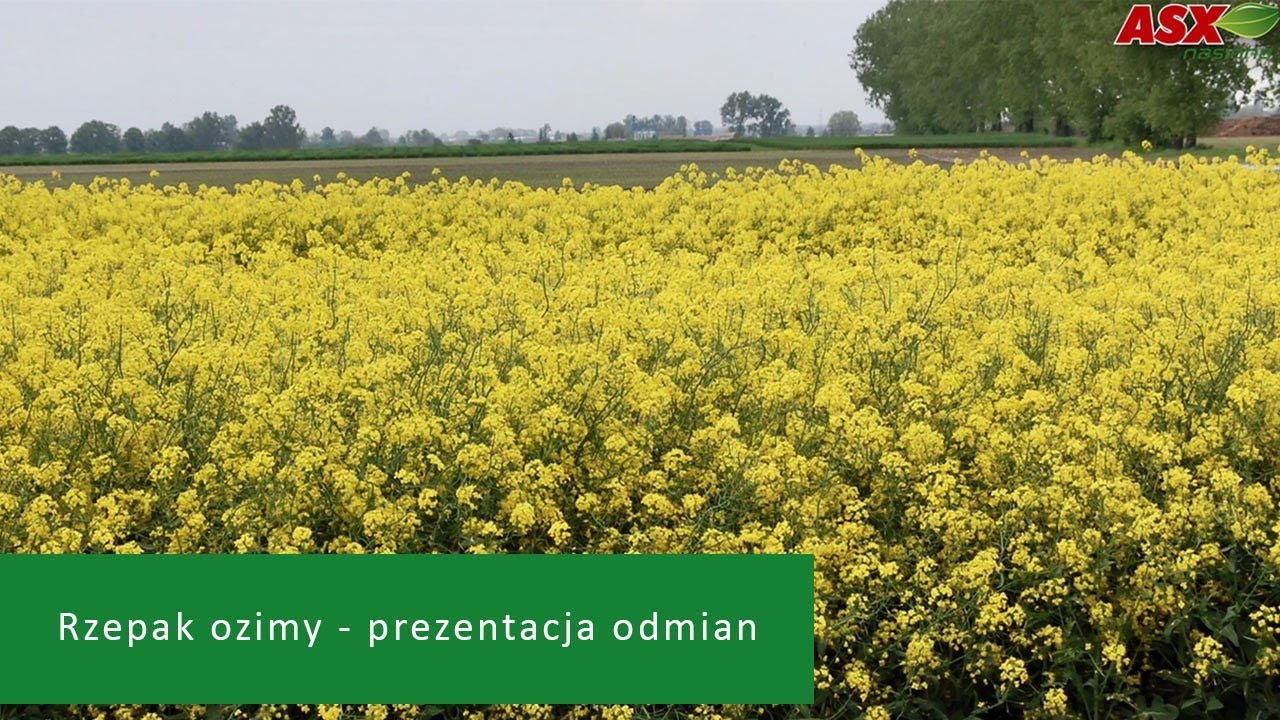 Jaki rzepak ozimy wybrać? Prezentacja nowych odmian rzepaku ozimego – dział nasion firmy Agrosimex
