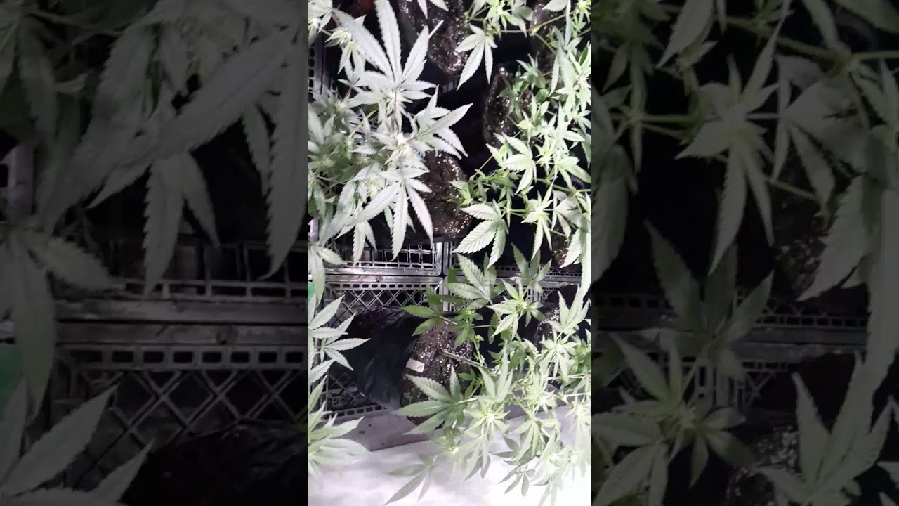 Poor man grow room