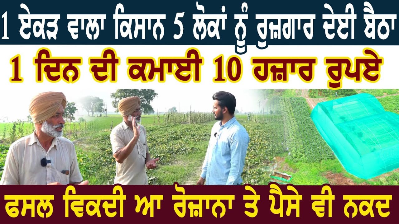 1 ਏਕੜ ਵਾਲ਼ਾ ਕਿਸਾਨ 5 ਲੋਕਾਂ ਨੂੰ ਰੁਜ਼ਗਾਰ ਦੇਈ ਬੈਠਾ। 1 ਦਿਨ ਦੀ ਕਮਾਈ 10 ਹਜ਼ਾਰ ਰੁਪਏ।