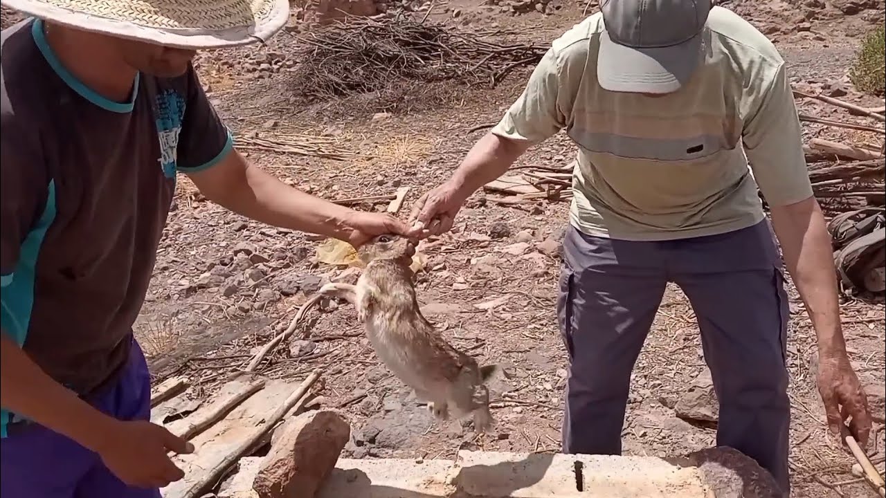 ❌يا ربي السلامه🤲 الافعى الكوبرا تهاجم الارانب☠️ لشخص في مزرعته لولا تدخل العساوي ابراهيم ✅