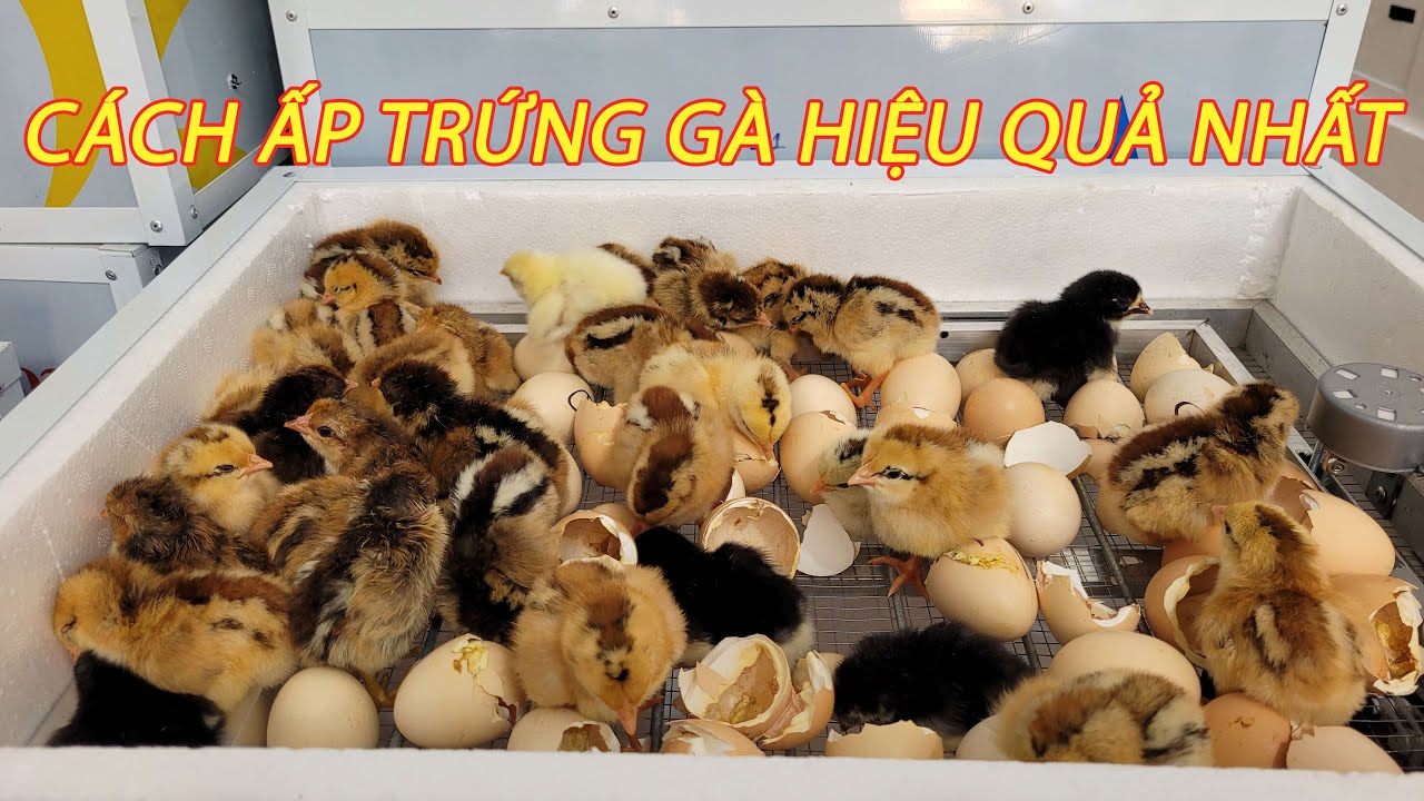 Kỹ Thuật Ấp Trứng Gà Bằng Máy Đúng Cách. Hiệu Quả Ấp Nở 95%