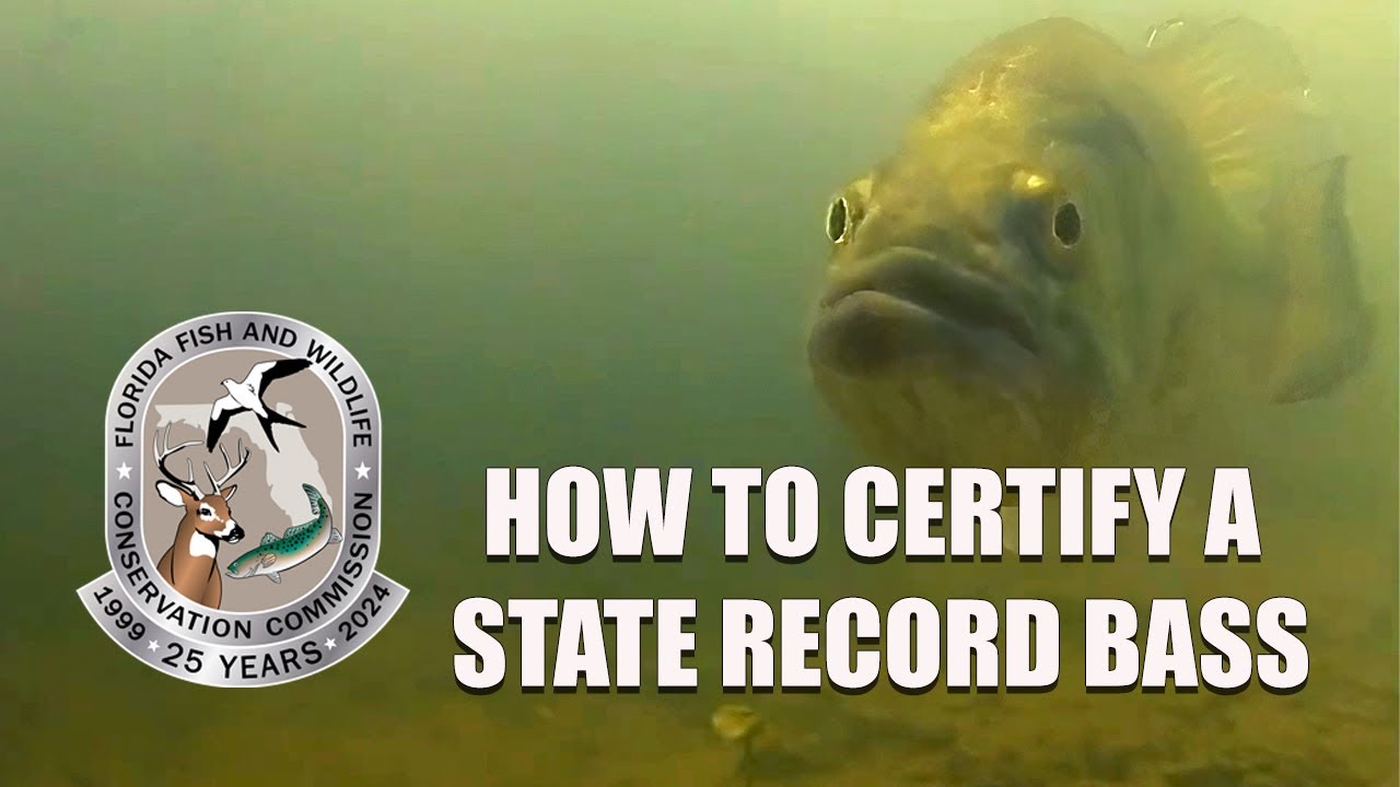 How to Certify a State Record Bass in Florida