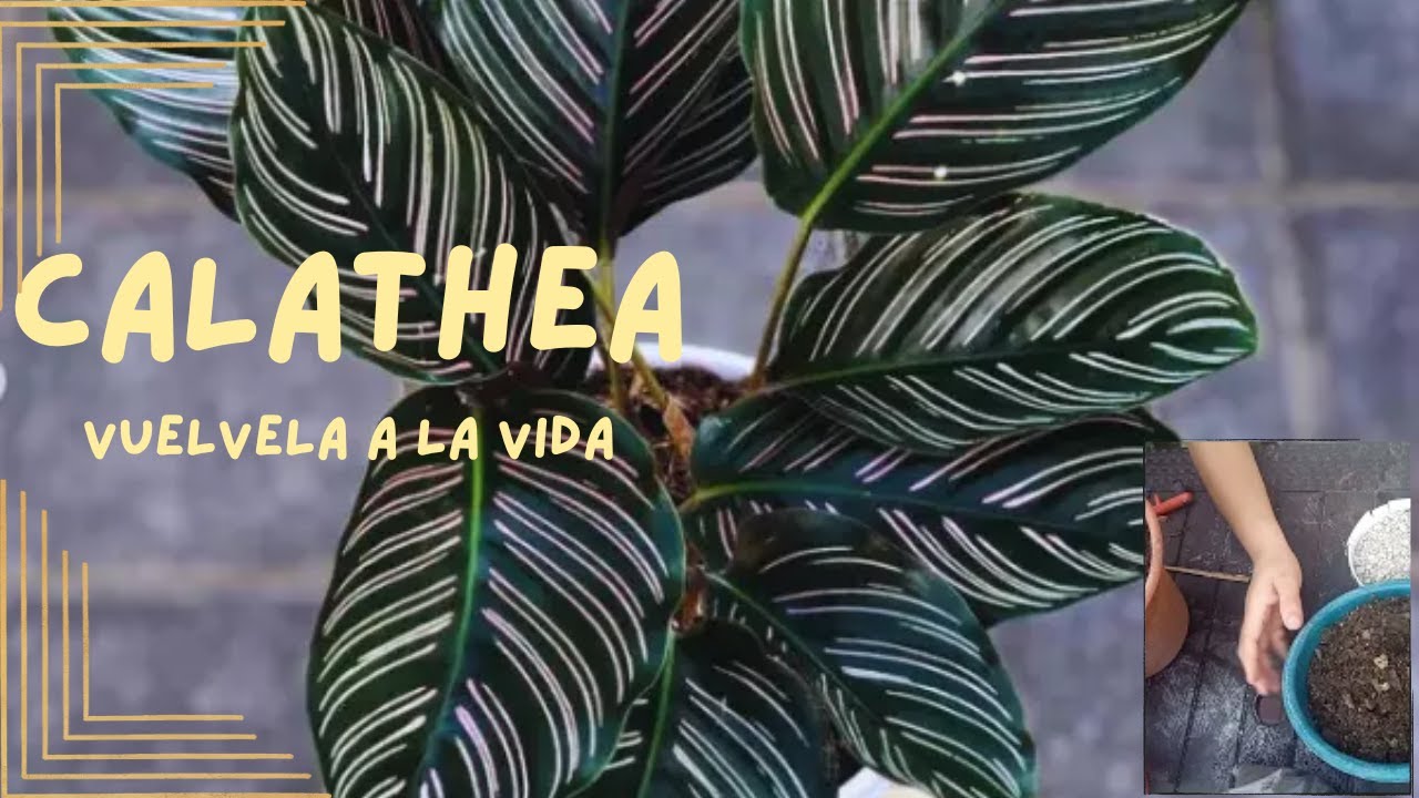 Planta de Interior: CALATEA/CALATHEA consejos expertos sobre sus cuidados, trasplante