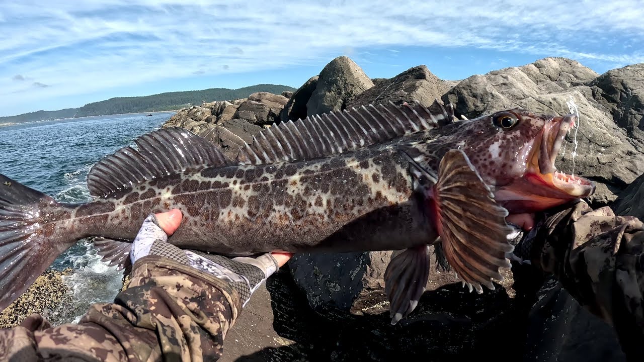 Jetty Fishing Lingcod And Catching A Huge Hatchery COHO