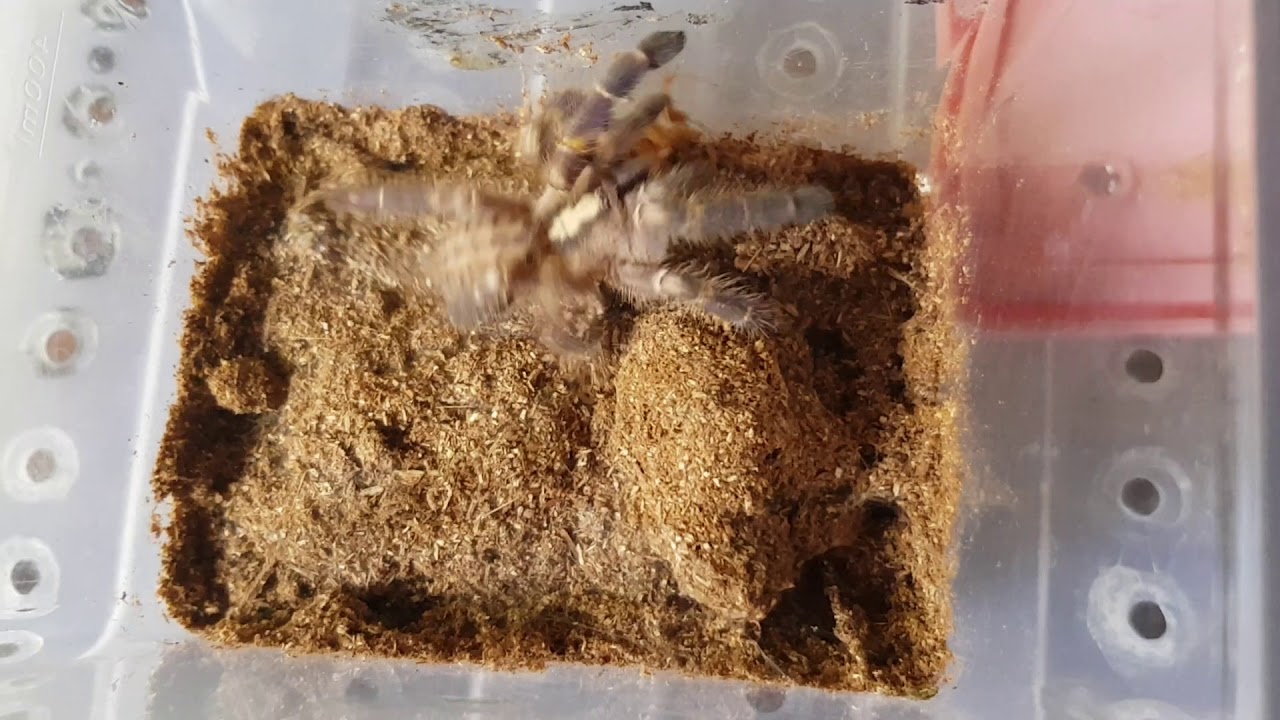 P.met eating roach
