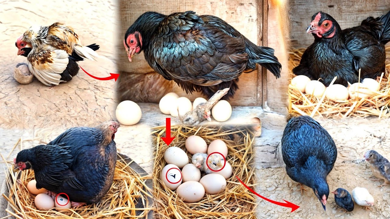 Hen Hatched 10 Eggs | Hen Hatching Chicks | Chicken Rooster & Cute Chicks