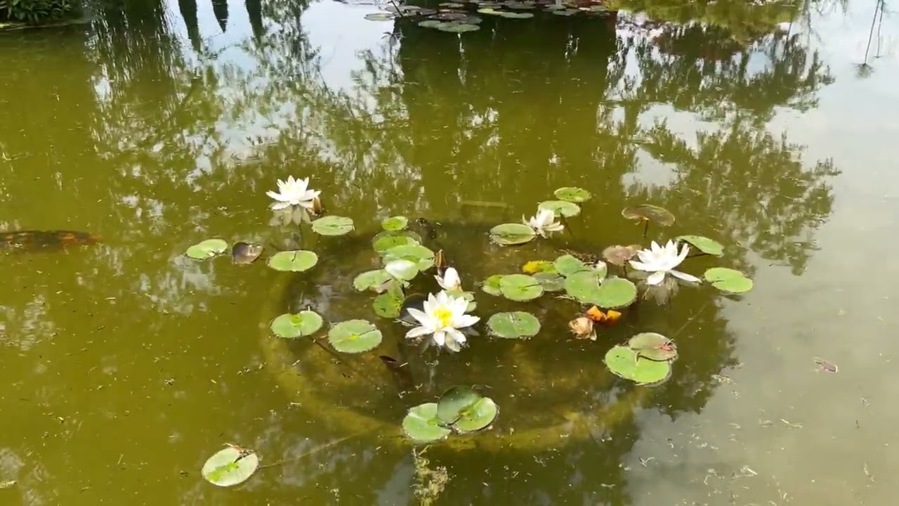 4K Parco Giardino Sigurtà, Valeggio sul Mincio, Veneto, Italy