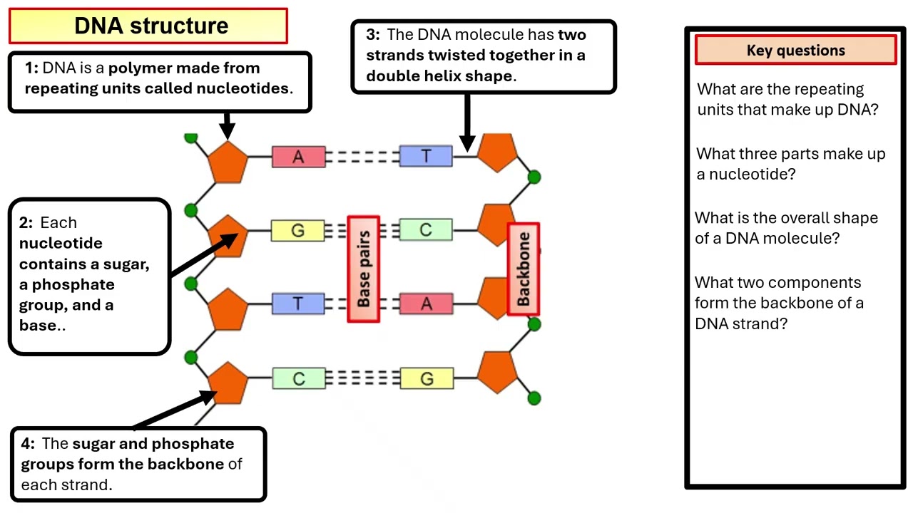 GCSE Chemistry DNA Structure Diagram Walkthru