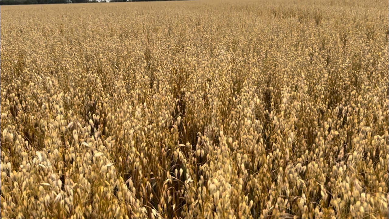 Harvesting Oats September 2024!
