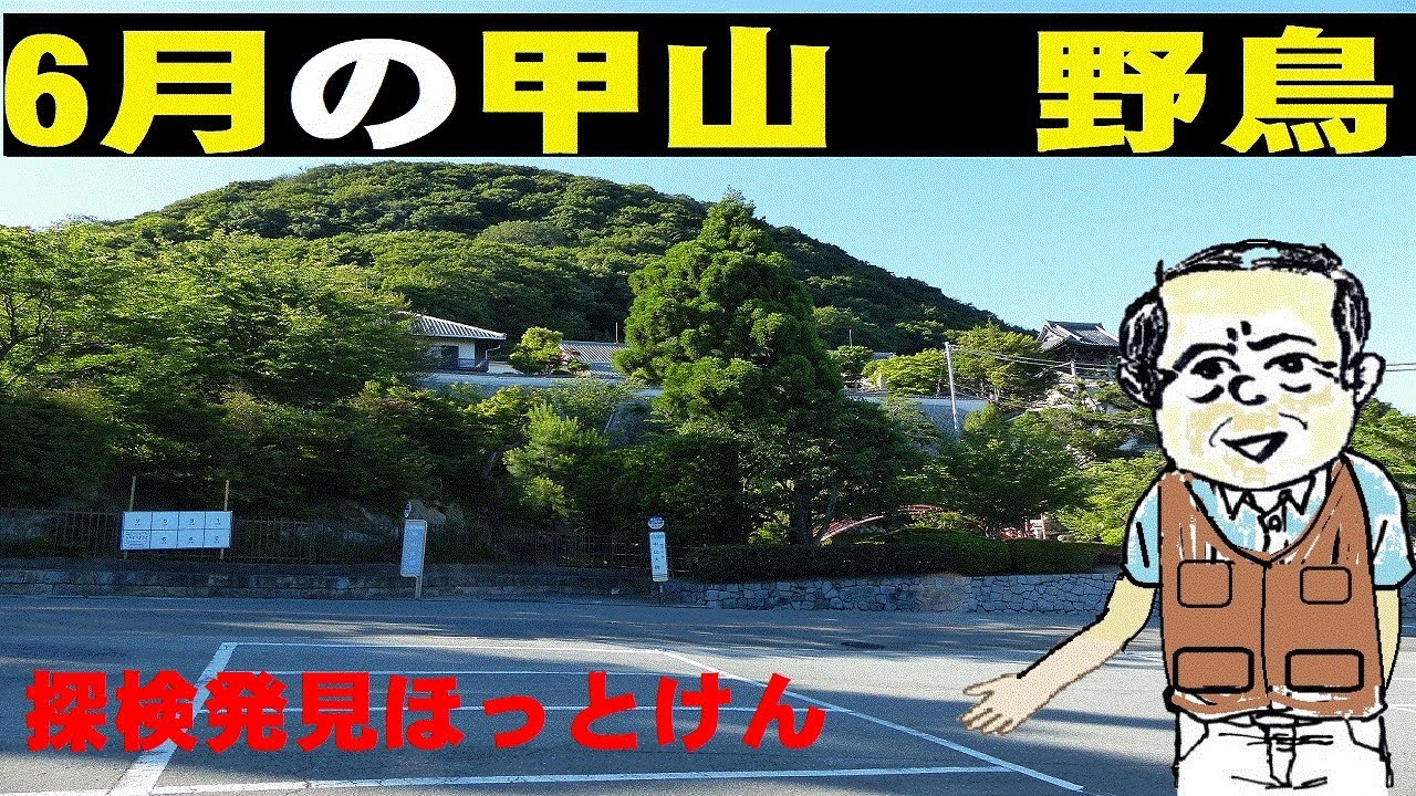 西宮の甲山、6月に出会った野鳥、夏の鳥【内山裕之】