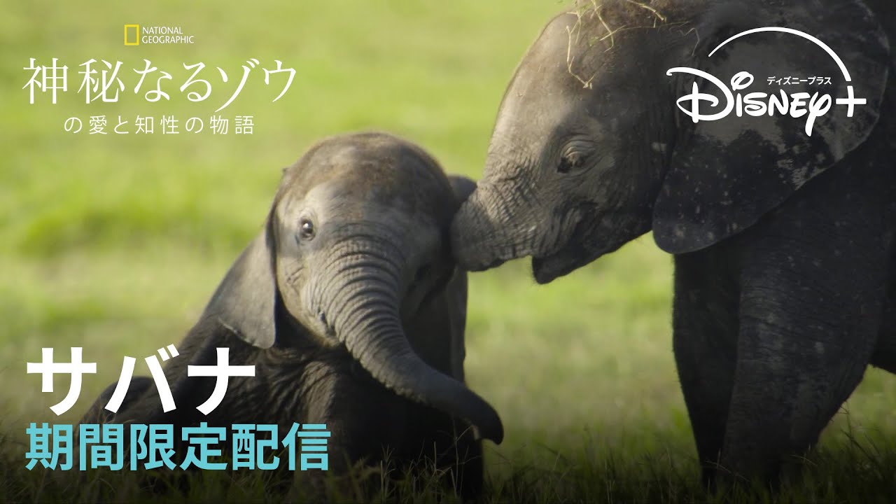 【期間限定フル公開】ナショナル ジオグラフィック 『神秘なるゾウの愛と知性の物語』「サバナ」｜Disney+ (ディズニープラス）