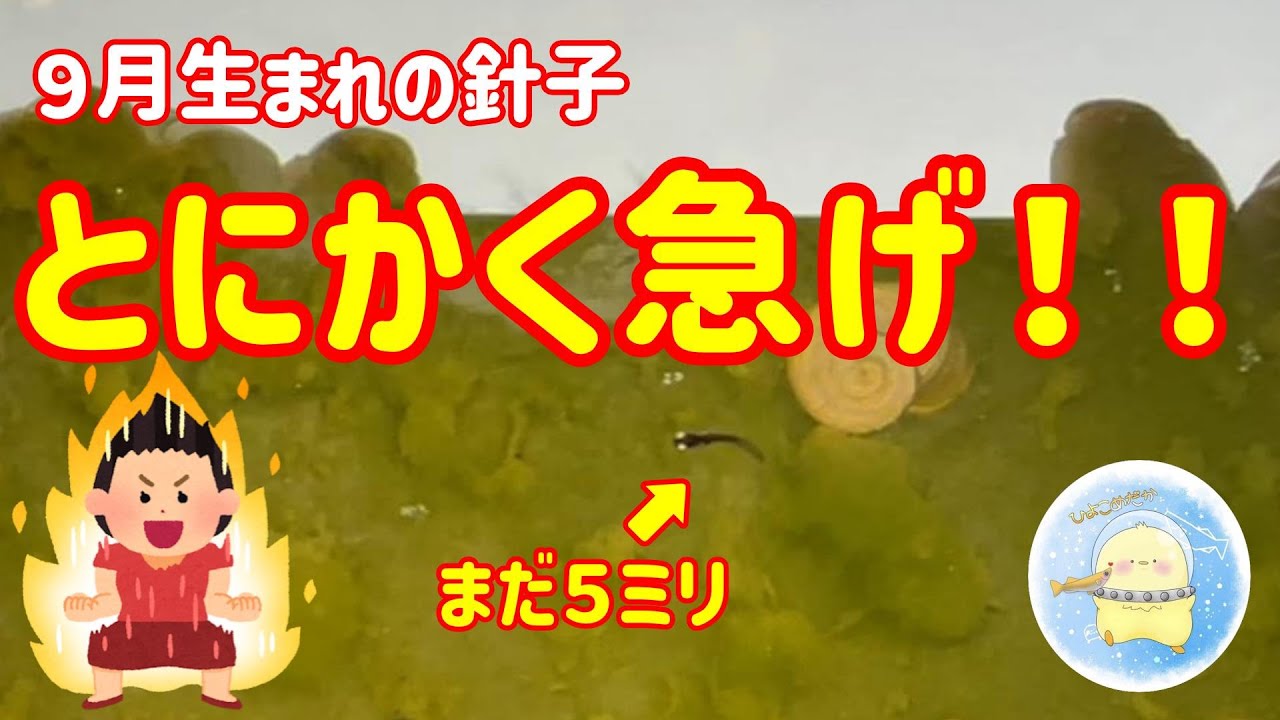 【初心者向け】針子がいる人はとにかく急いでください！【ひよこめだか/メダカ飼育】