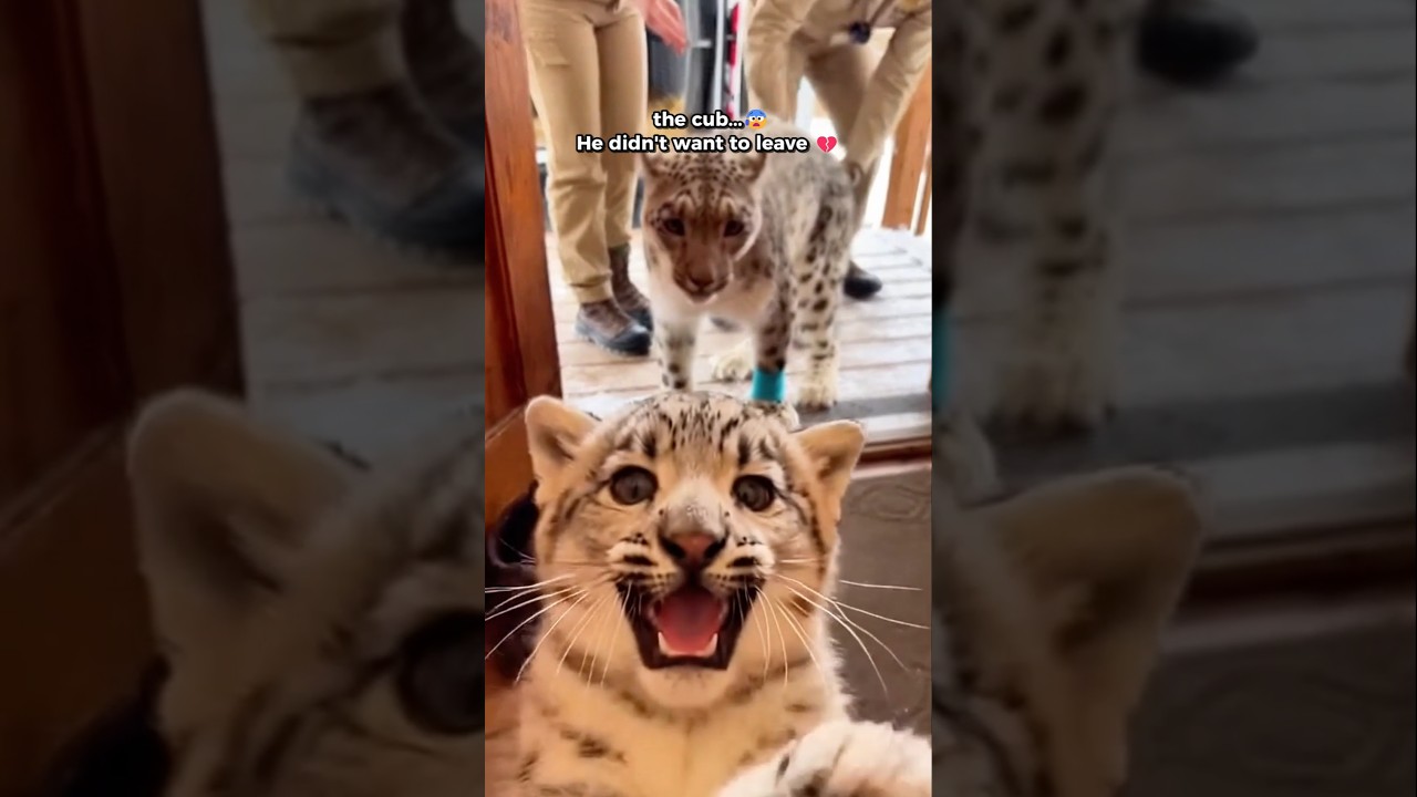 I Followed a Baby Snow Leopard and Found His Mother Fighting...💔