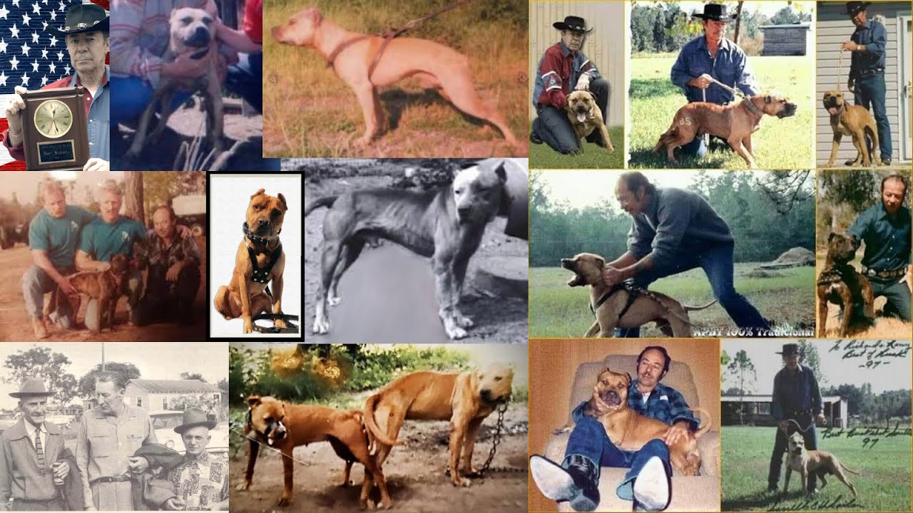 Selecting your dog: Your goals, the man, the line, the dog, the pedigree...