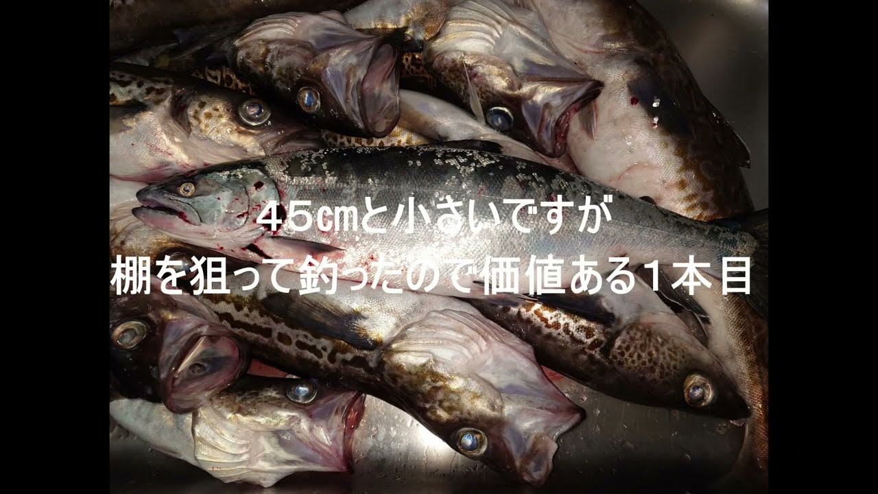20260124白老沖サクラマス釣り