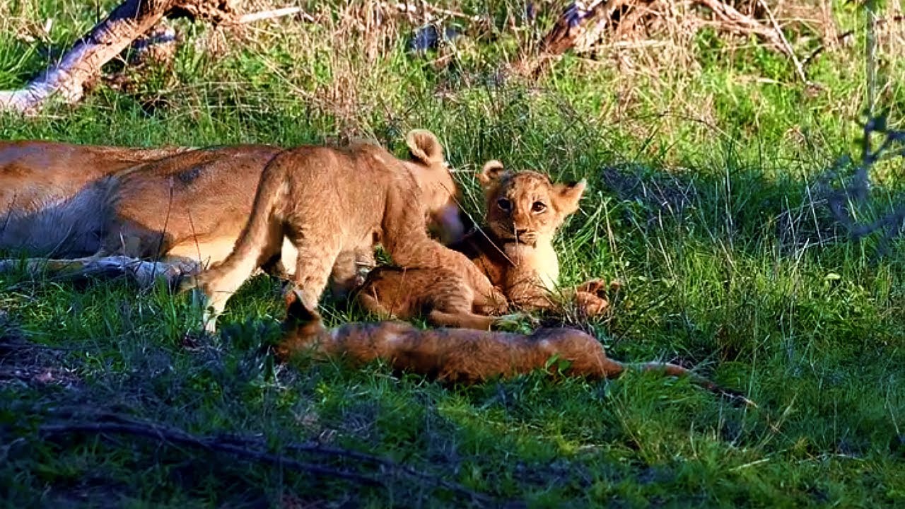 Nkuhuma Lion Pride Playful Cubs | Sabi Sands | 21 November 2025