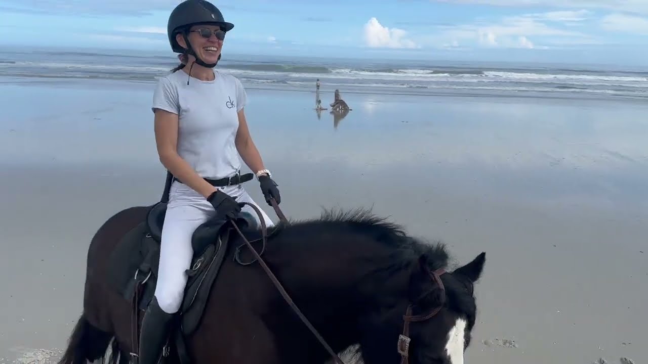 Dead quiet hunter Spartan, 7yo Gelding 15.2hh