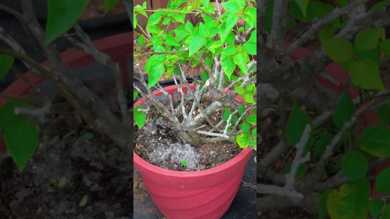Bougainvillea Flowering Tips