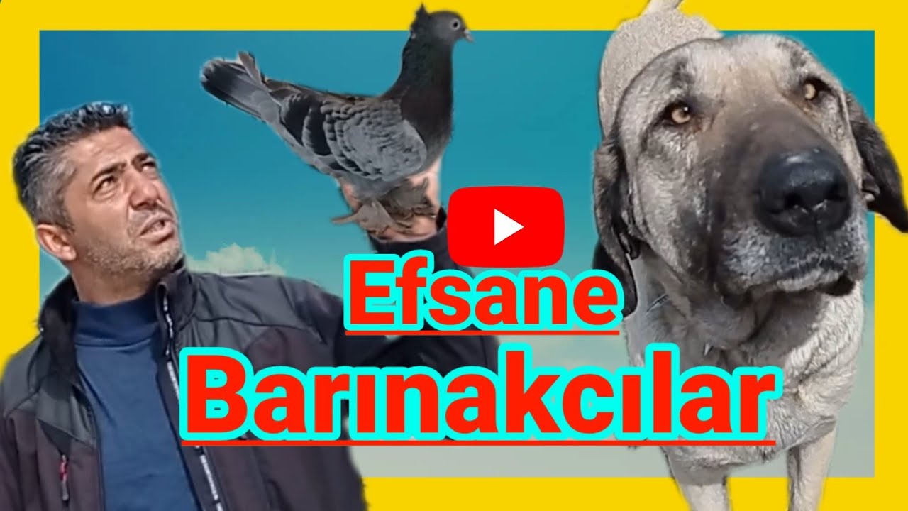 ?️ Кангал и голубь ? Серинкан севимай Кайсери Девел