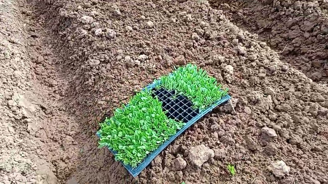 Plantando catalonia 😁😁
