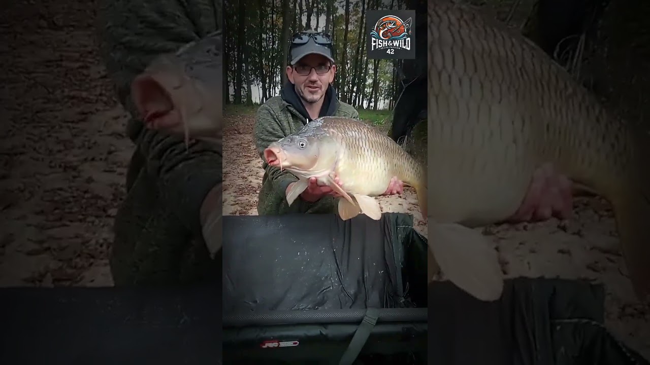 P&Ecirc;CHE &Agrave; LA CARPE- regardez-moi 7 boule jolie commune bien ronde  qui a bien mang&eacute; #fishing #carpe