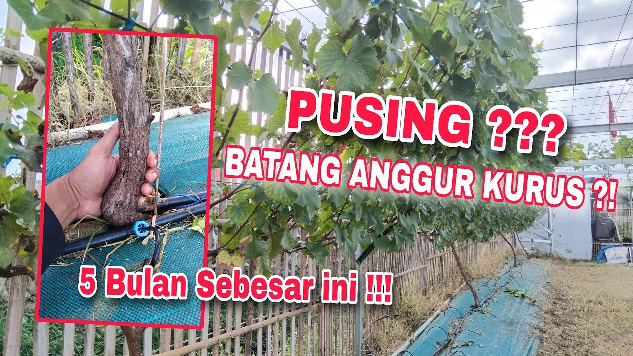 EPS 78 - OH BEGINI ‼️TIPS MEMPERBESAR BATANG ANGGUR