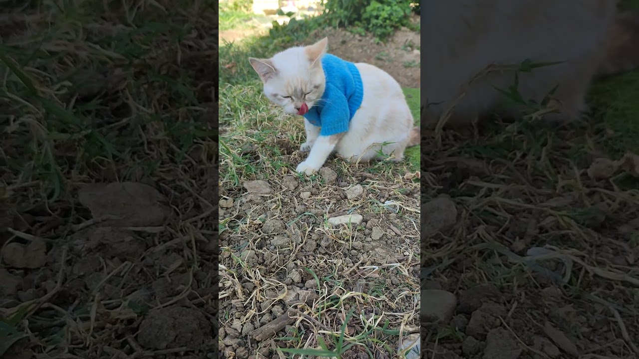 #cats #felinosgatitos #mondeouvert #feedshorts #happycats #viedechat