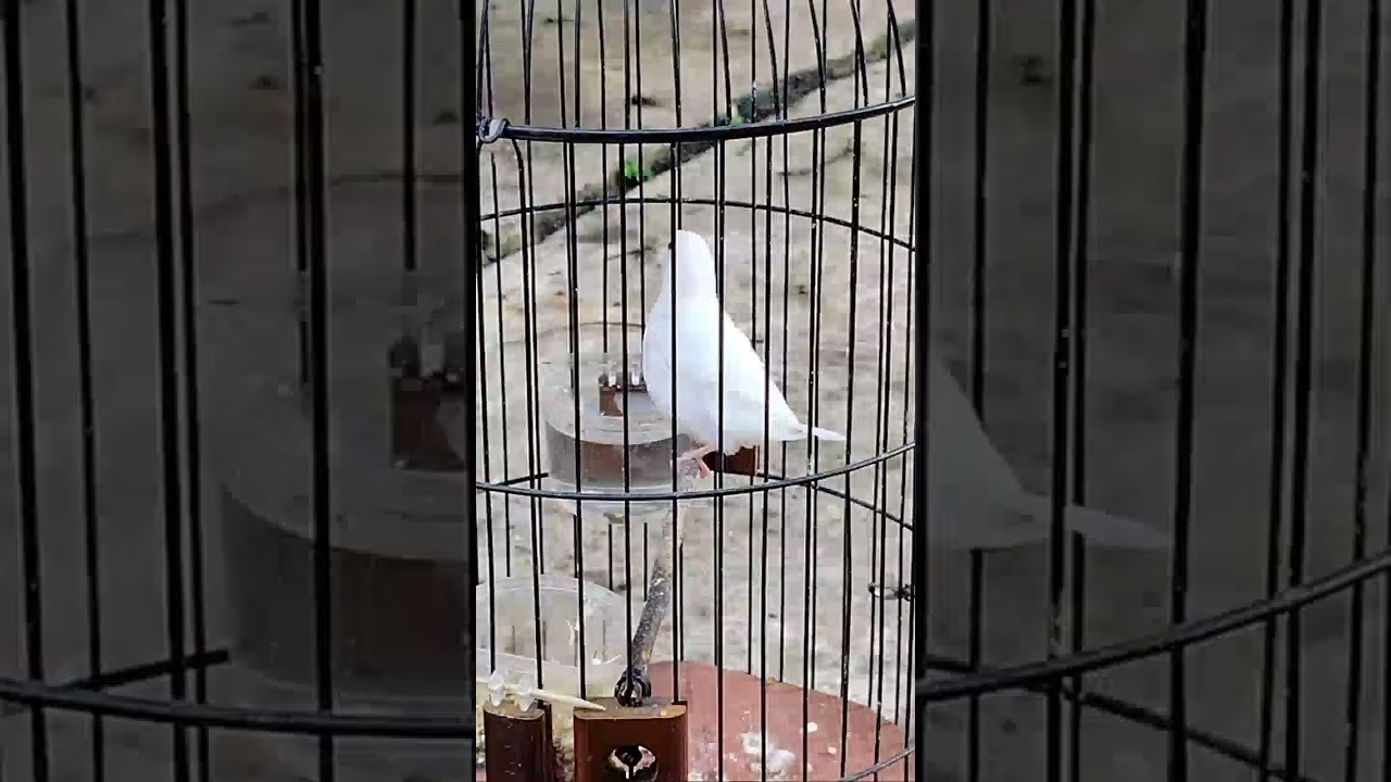 Emprit jepang gacor pancingan ombyokan