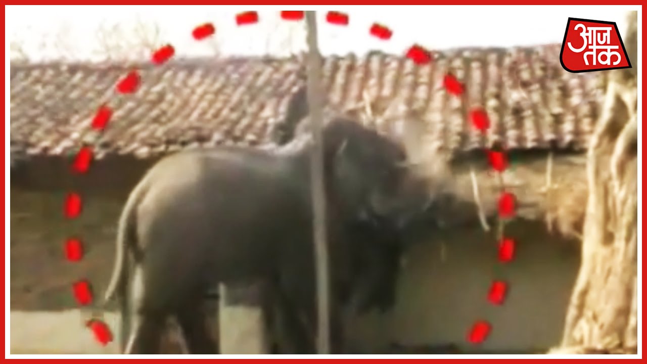 Drunk Elephants Create Ruckus In Chhattisgarh