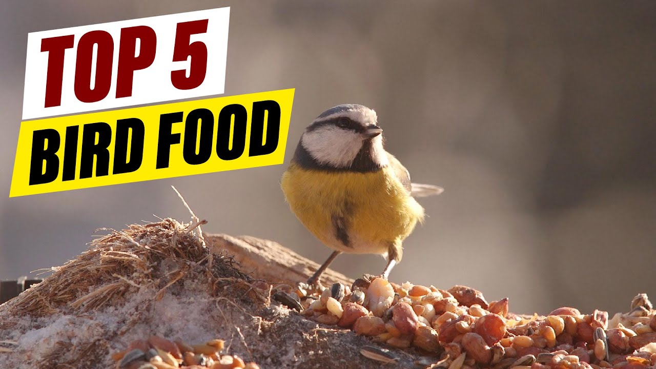 Best Bird Food for Wild Birds: Attract a Variety of Species