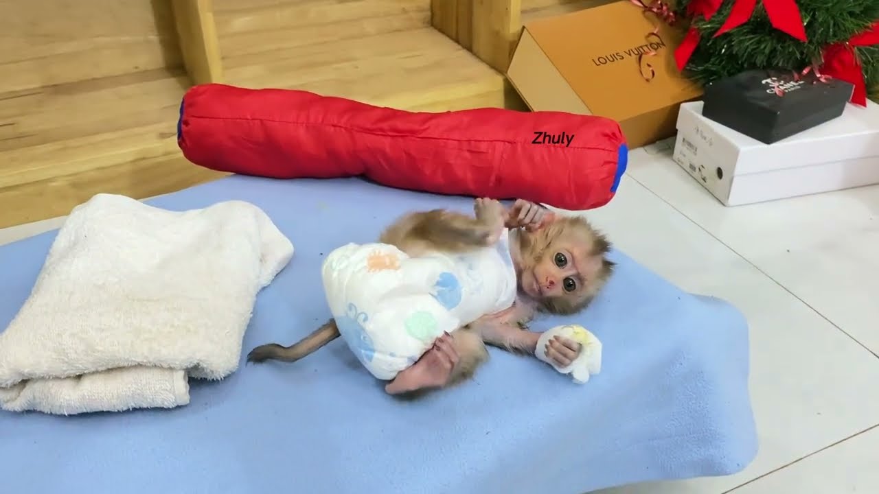 Baby mnkey wake up