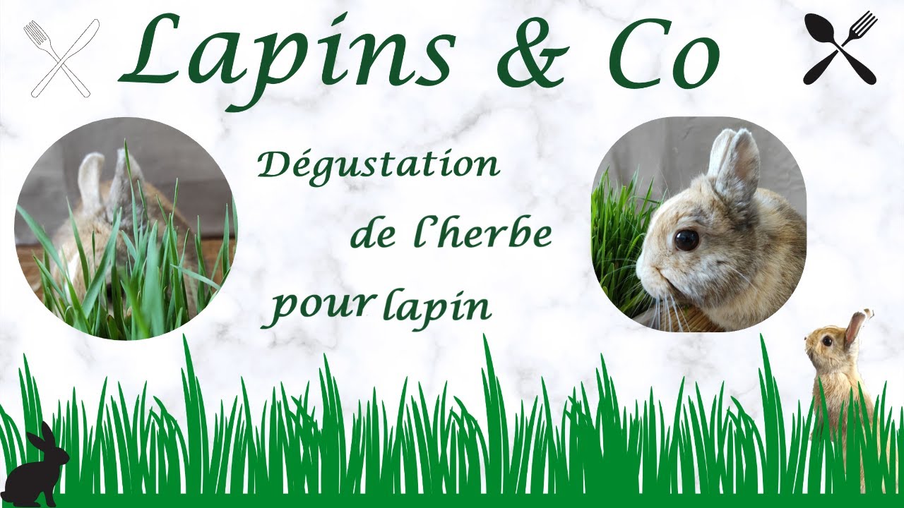 Herbe pour lapin dégustation
