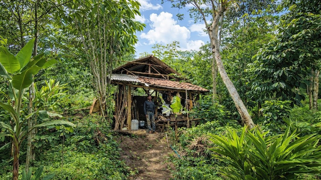 NIKAH BEDA USIA..SEORANG KAKEK MEMPUNYAI DUA ISTRI YANG KINI TINGGAL DI GUBUK TENGAH HUTAN