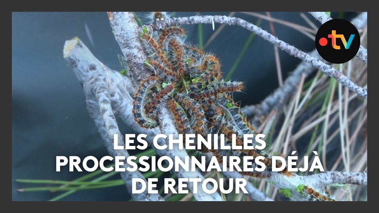 Attention aux chenilles processionnaires qui sont d&eacute;j&agrave; de retour !