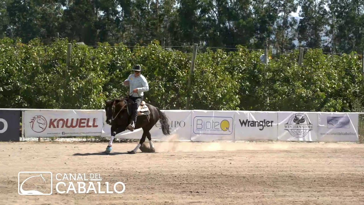 COPA TANNENBERG CHILE REINING