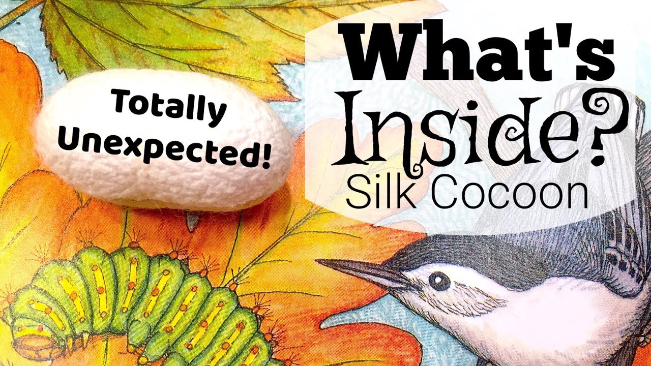 What's Inside a Silkworm Cocoon