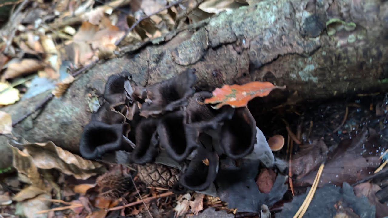 Prime trombette dei morti. 🎺🍄🌲 (CRATERELLUS CORNUCOPIODES).