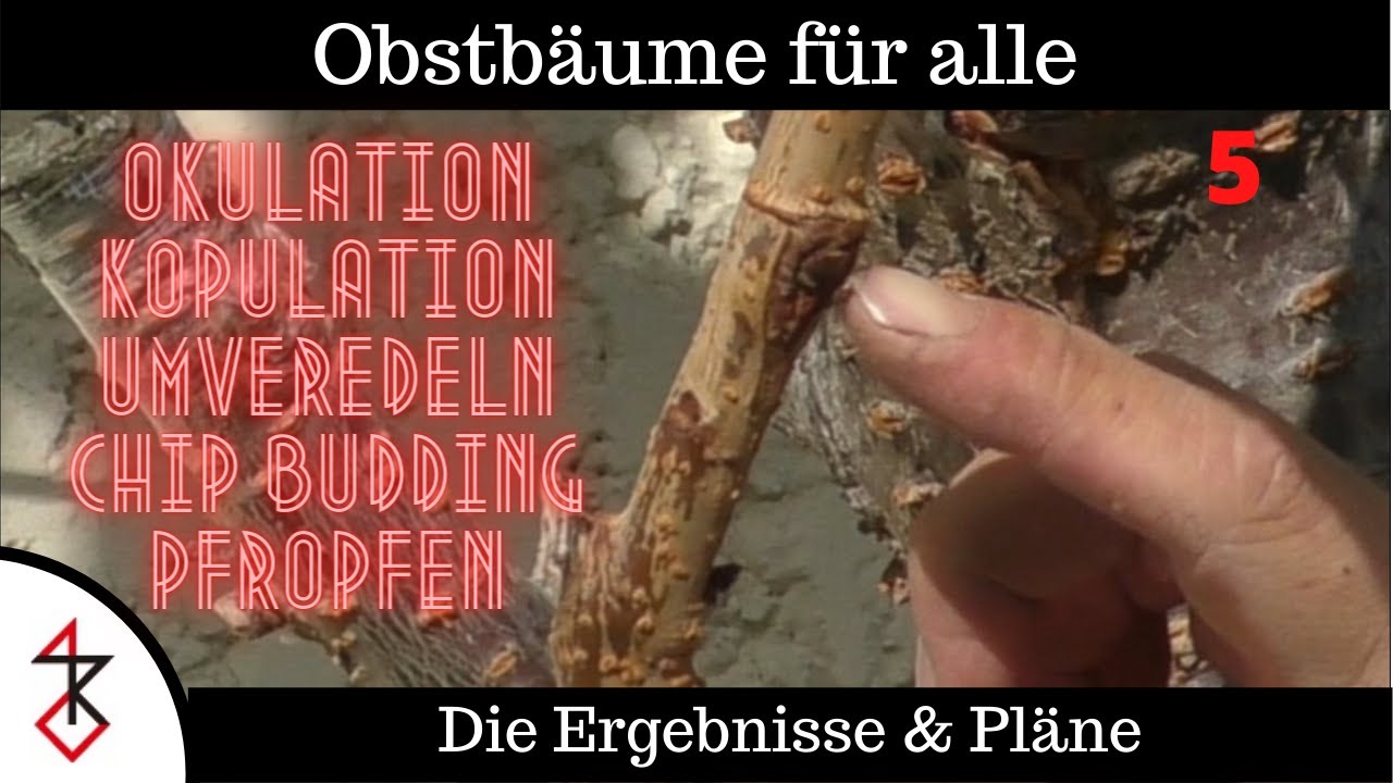 Obstbäume Veredeln | Die Ergebnisse | Pfropfen, Umveredeln, Okulation, Chip Veredelung