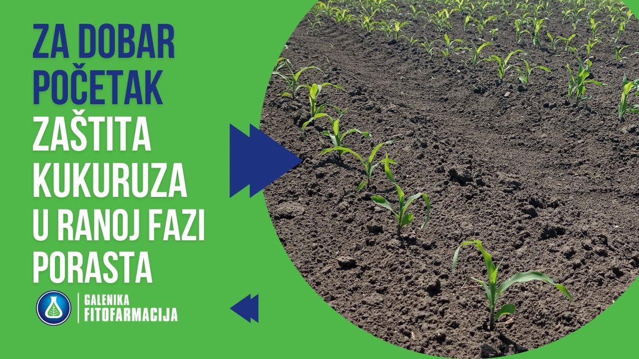 NOVO: Herbicid Logan Snažan i EFIKASAN u borbi protiv agresivnih korova u kukuruzu